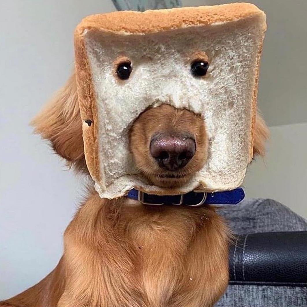 댕댕이는 역시 빵댕이 🐶 이미지