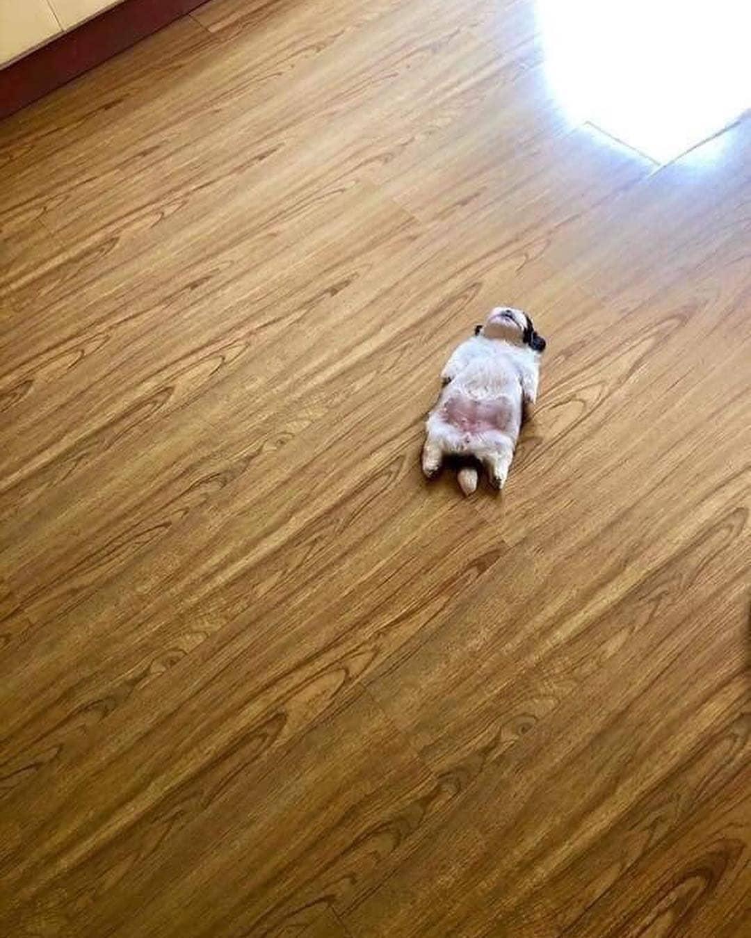 주말엔 개노곤 🐶 이미지