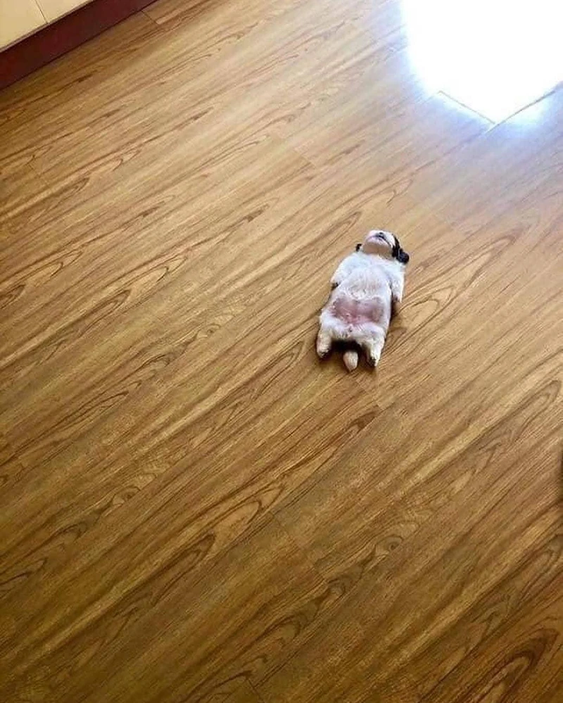 주말엔 개노곤 🐶 이미지1