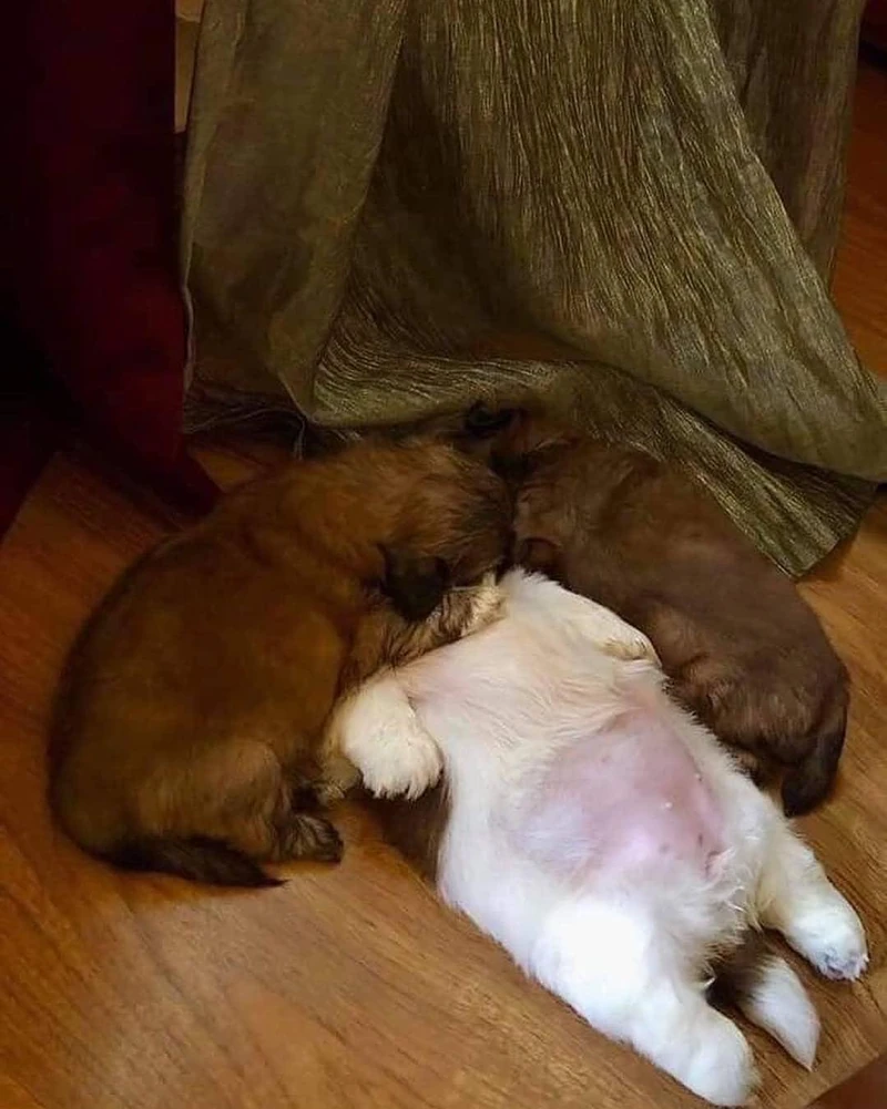 주말엔 개노곤 🐶 이미지2