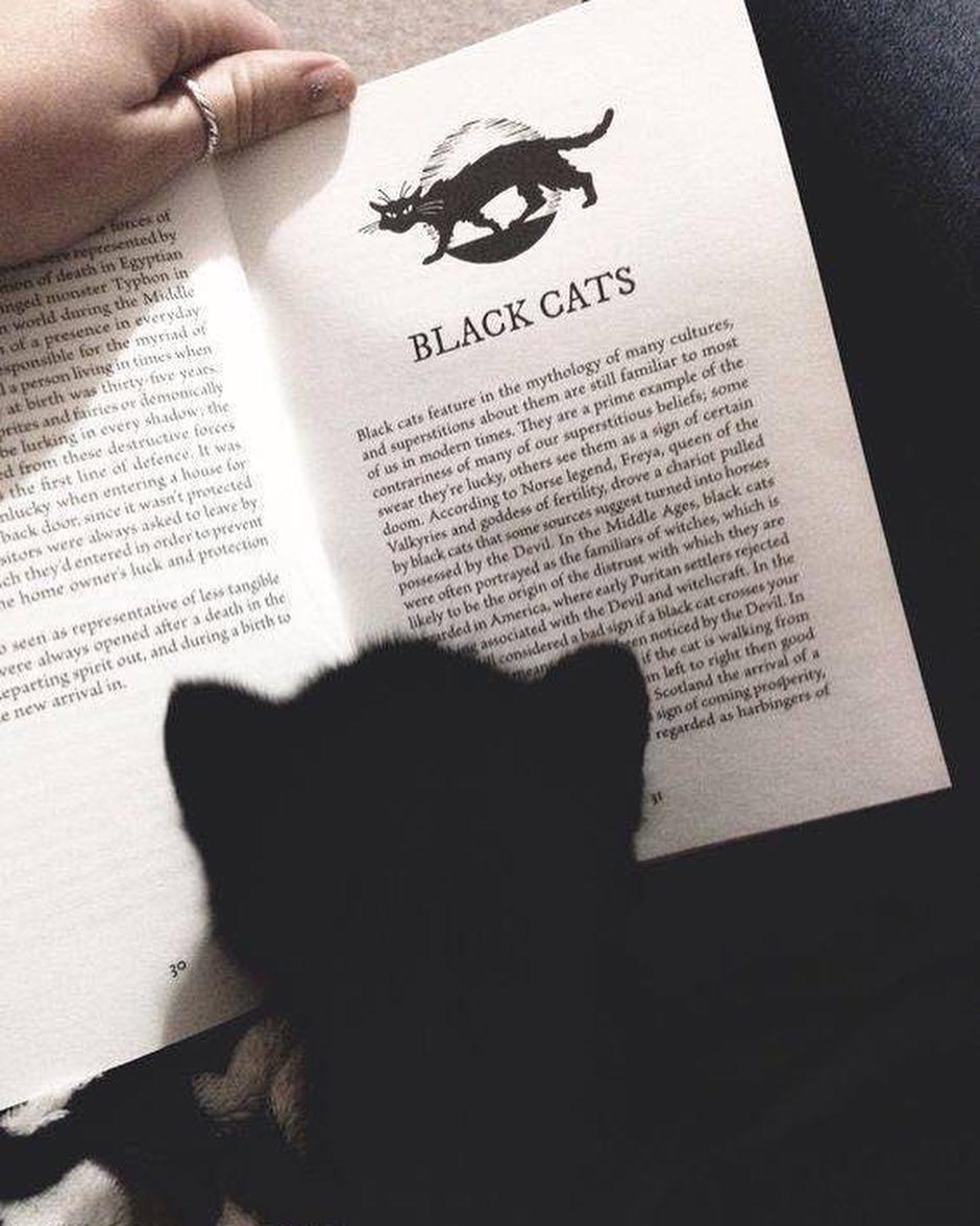 검은 냥냥이와 일상🖤 이미지