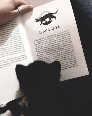 검은 냥냥이와 일상🖤 이미지