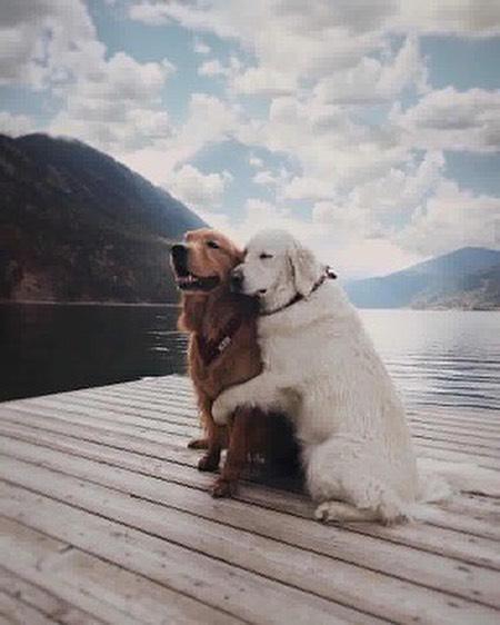 주말 여행중인 커플 댕댕이🐶 이미지