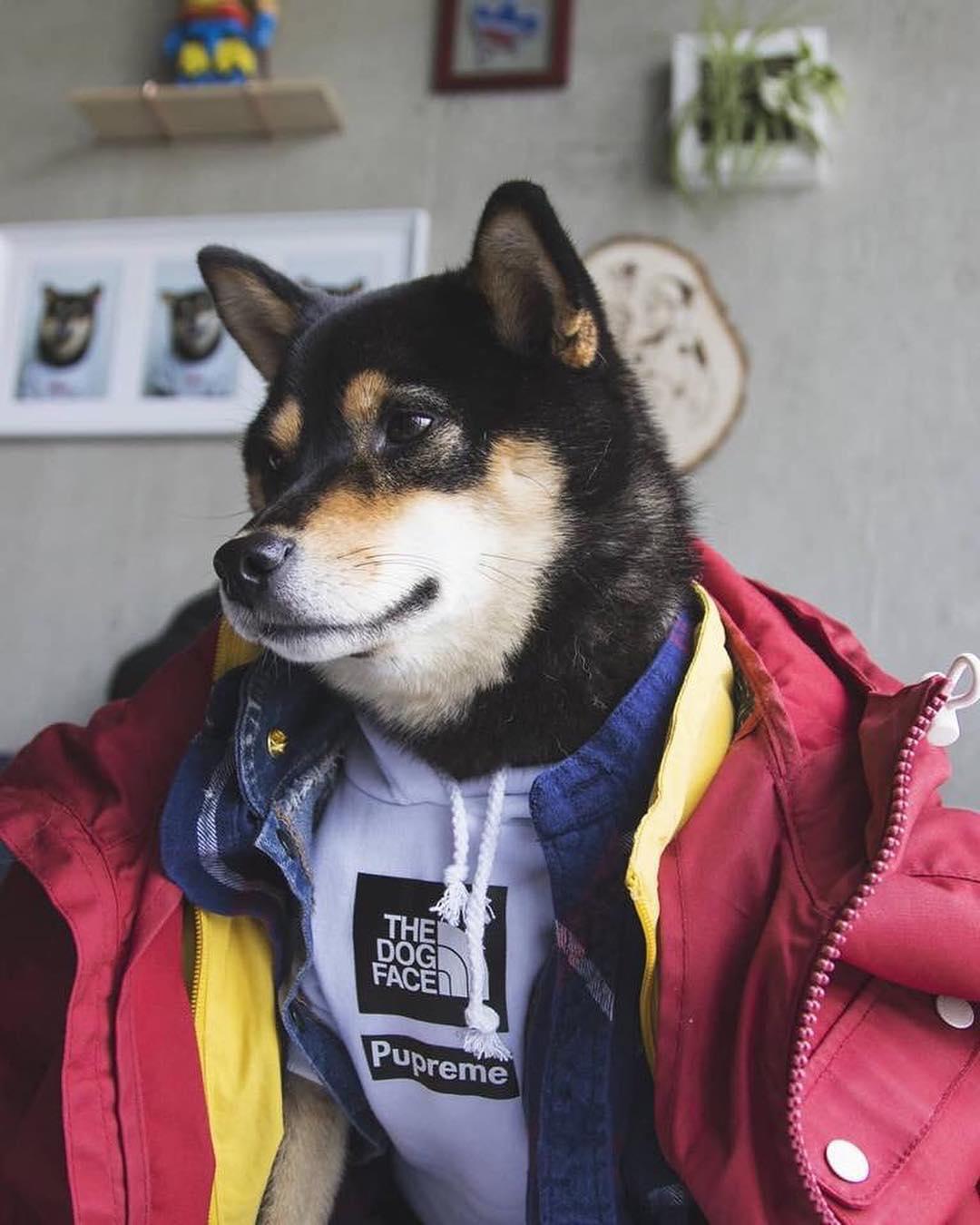 난 개만도 못해... 🐶 이미지