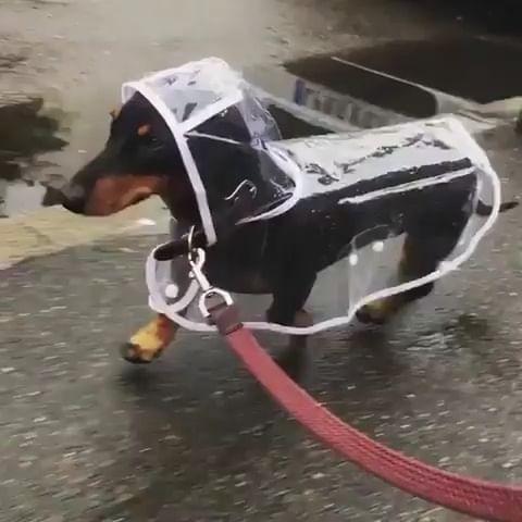 폭우비 개조심 🐶🐶🐶 이미지