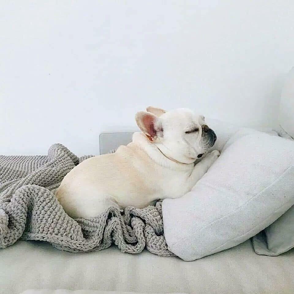 댕댕아 🐶🐶🐶 이미지