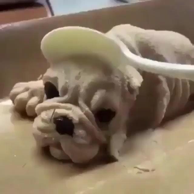개깜놀 🐶🐶🤢🤢 이미지