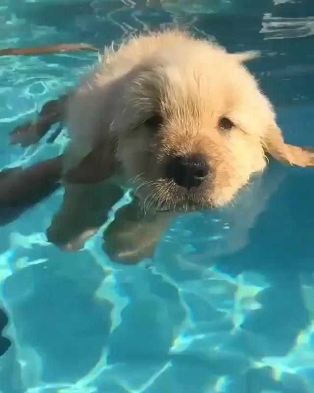 화요일.. 개노곤하다 🐶 이미지