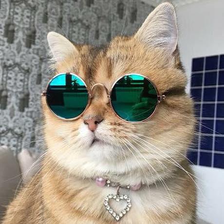 스웩 넘치는 냐옹이 🐱🔥 이미지