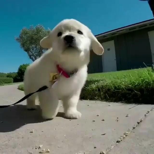 멍멍이 산책 중 🐶🐶🐶 이미지