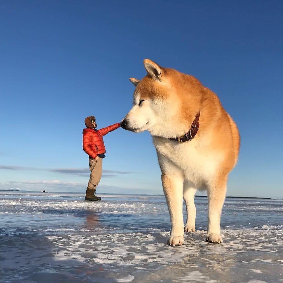 개만남 🐶🤗 이미지