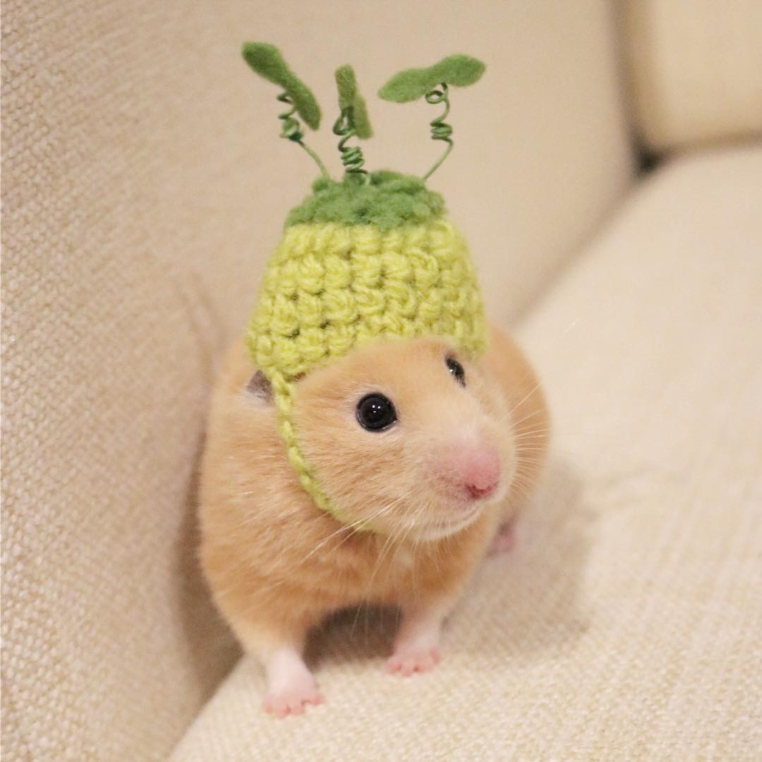 세계 햄스터의 날🐹 모자패션👒​ 이미지