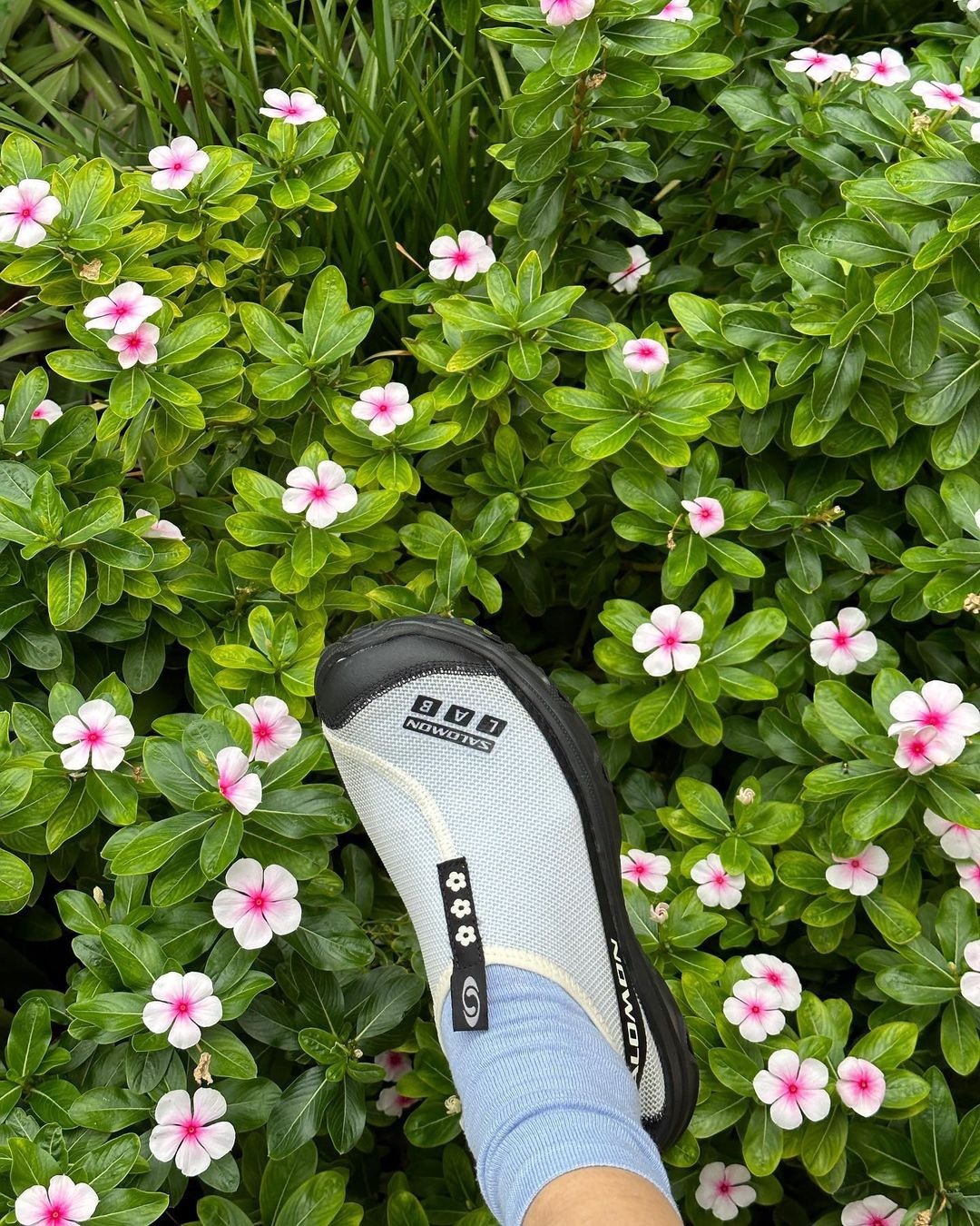 살로몬에 샌디리앙 꽃이 폈다🌸🤍​ 이미지4