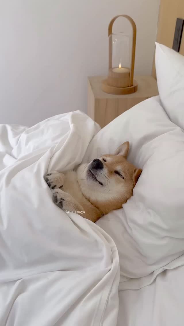 오늘 일요일이다 헤헤 개꿀🐶💛 이미지
