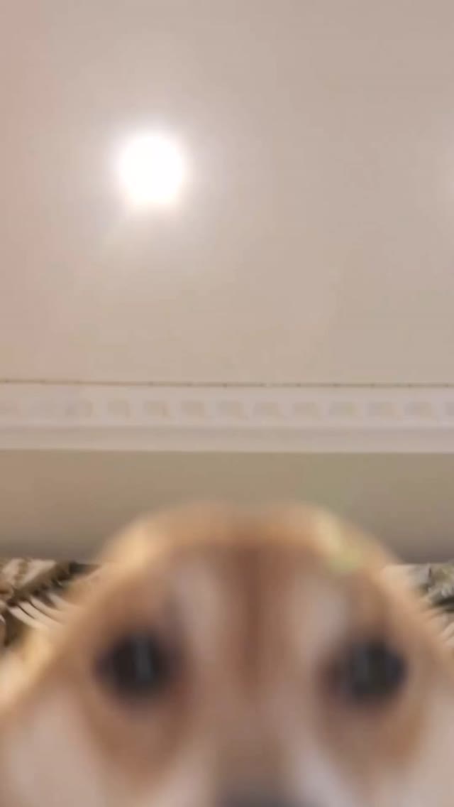 댕댕댕🐶🐶🐶토요일 기분 좋은 내 모습이야 이미지